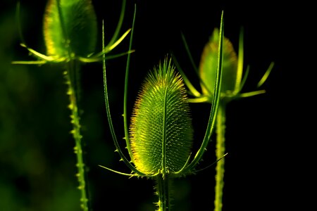 Plant macro botany