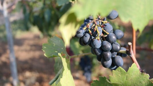 Wine vineyard harvest photo