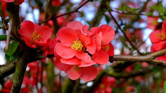Nature branch flower