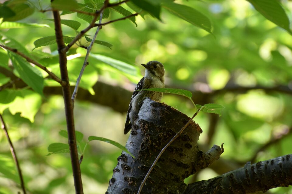 Green bird wild birds