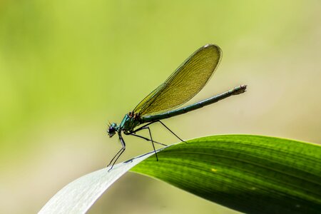 Macro close up animal world photo