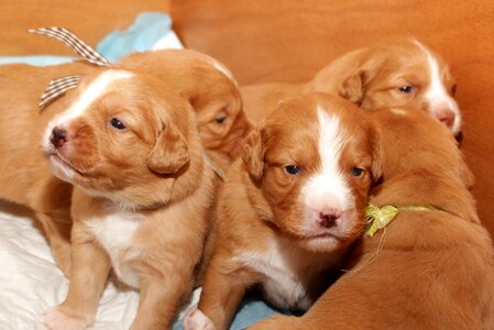 Cute dog retriever