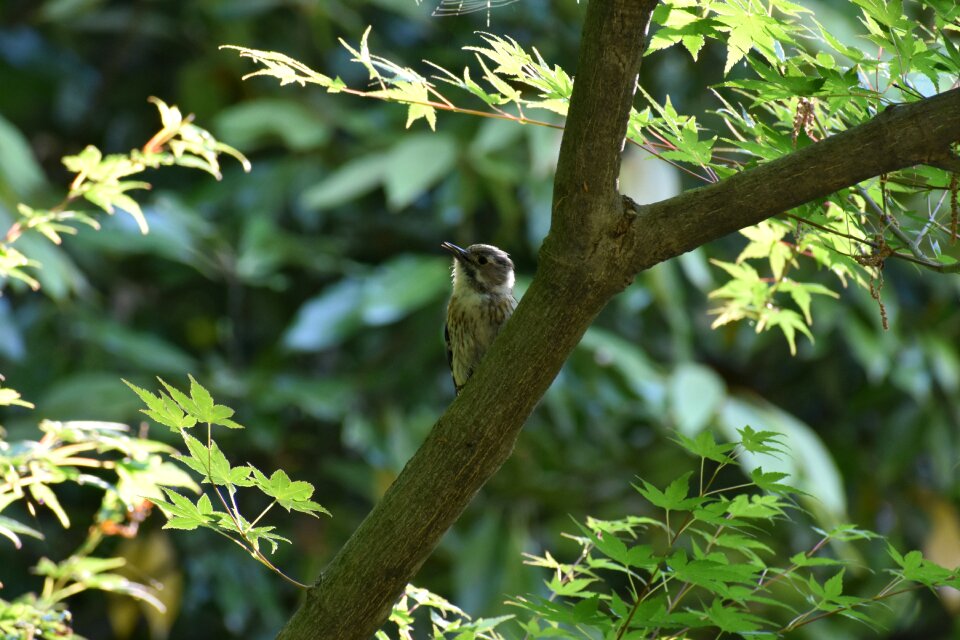Green bird wild birds