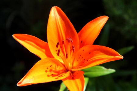 Orange lily flowering flowers photo