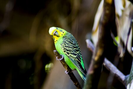 Animal world small bird cute