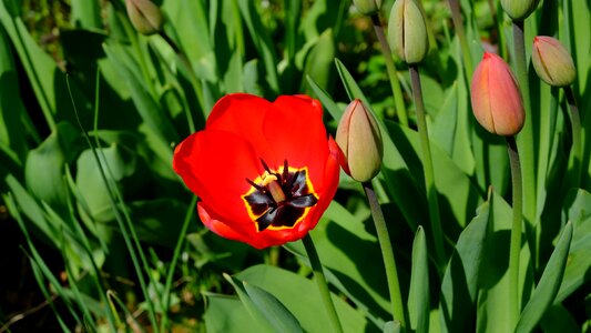 Tulips tulpenbluete blossomed