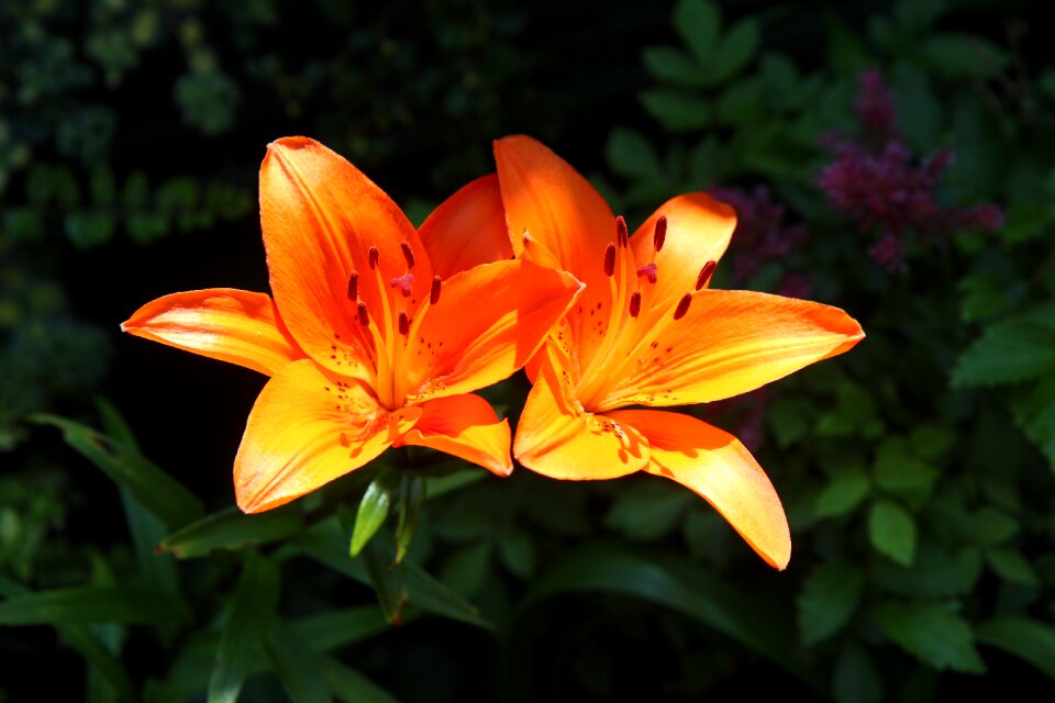 Orange lily flowering flowers