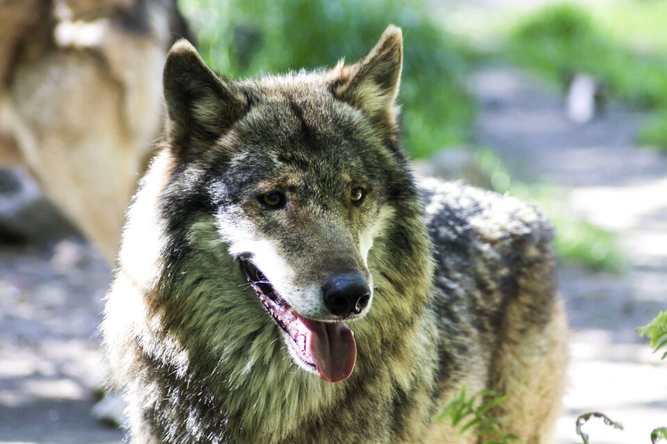Predator animal world wild