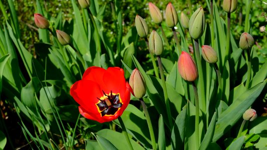Tulips tulpenbluete blossomed