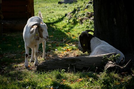 Goats horns livestock photo