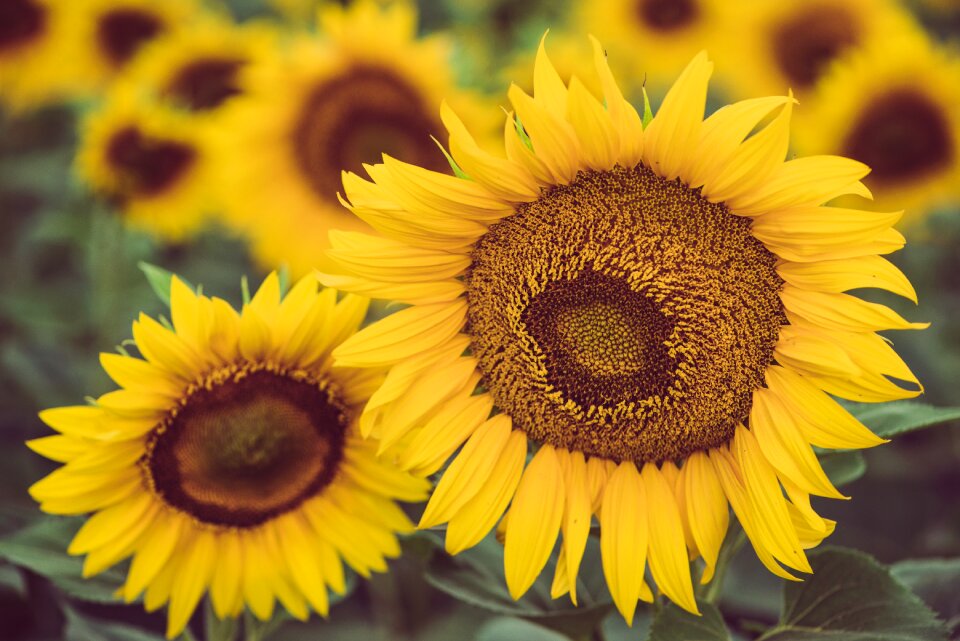 Nature seeds blooms at