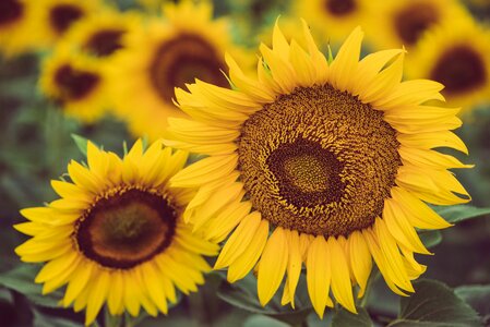 Nature seeds blooms at photo