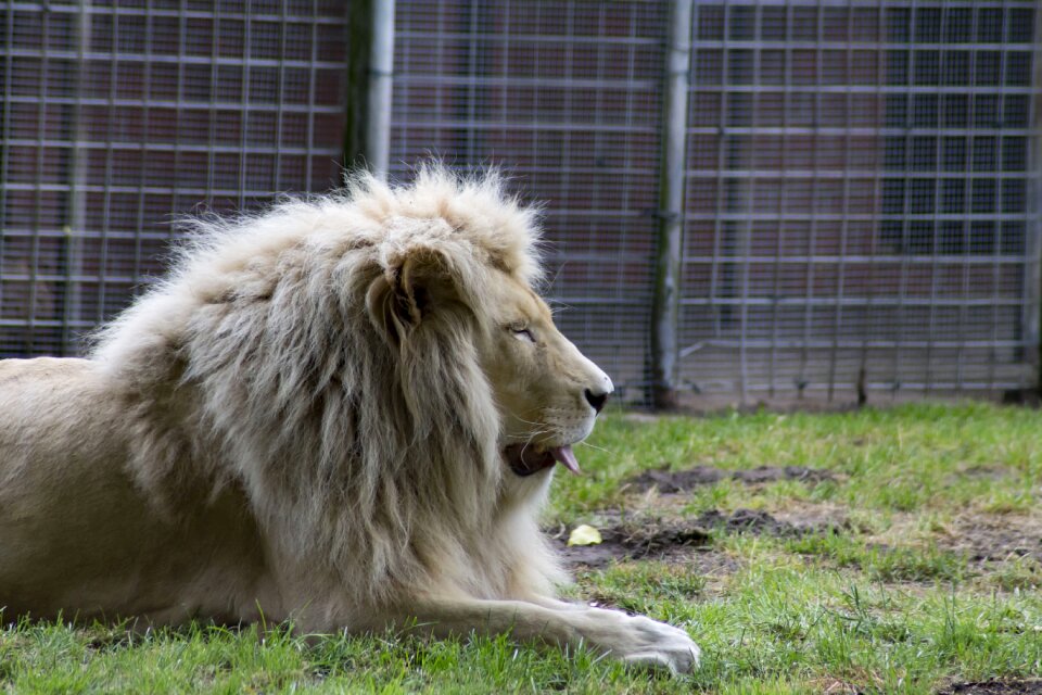 Big cat carnivores dormant