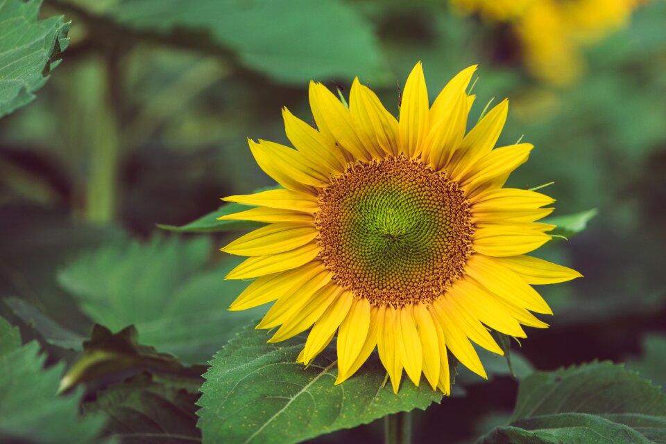 Nature seeds blooms at