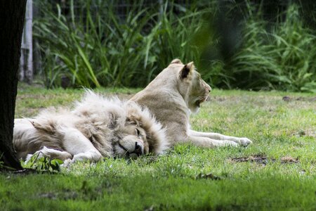Lazy nature big cat