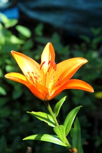 Orange lily flowering flowers photo