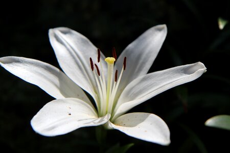 Flowering flowers white flower