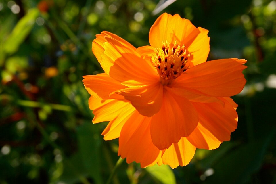 Blossom bloom petals