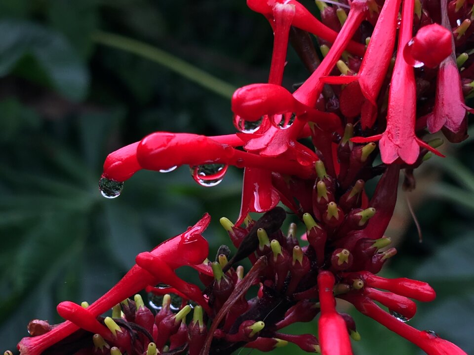 Red flower red flower