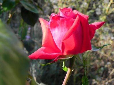 Romantic roses romance photo