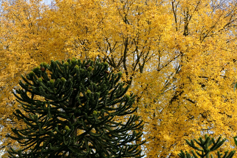 Autumn yellow leaves