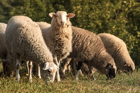 Pets pasture wool photo