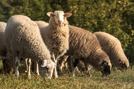Pets pasture wool
