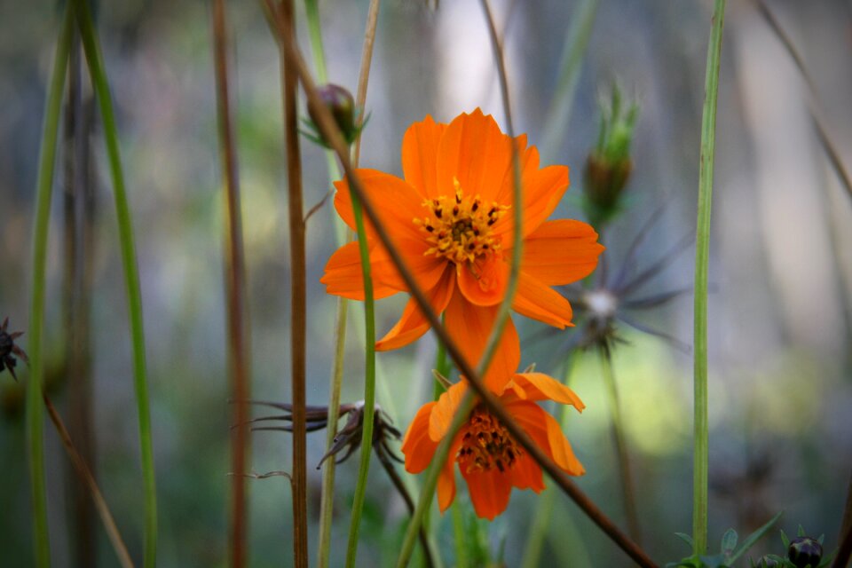 Flower meadow kosmee petals