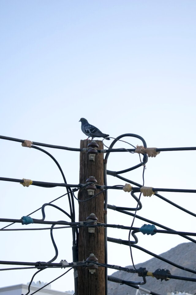 Dove oman blue email