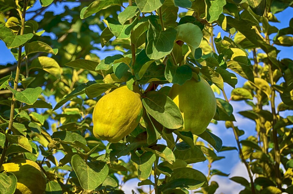 Seasonal fruit autumn fruit fruit