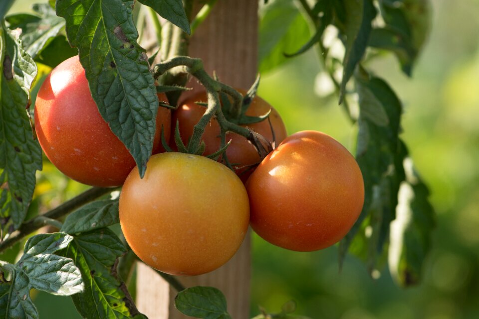 Food healthy fresh