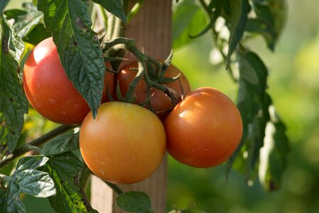 Food healthy fresh