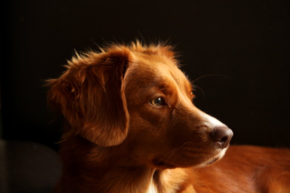 Head retriever red-white