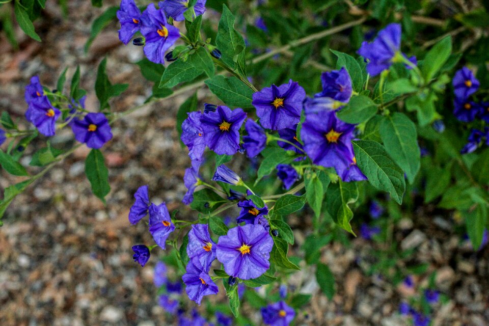 Flowers leaves ornamental trees the garden