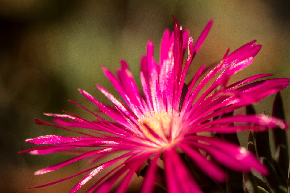 Flowers leaves ornamental trees the garden