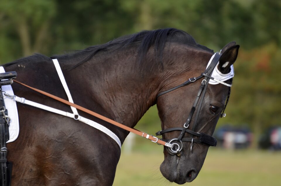 Horses mane equestrian