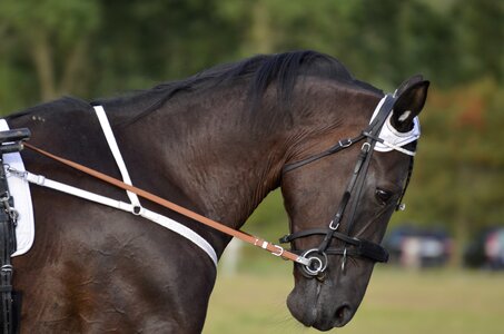 Horses mane equestrian