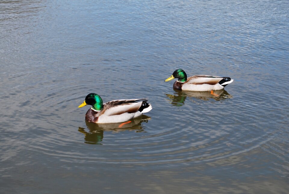 Bird animal wildlife