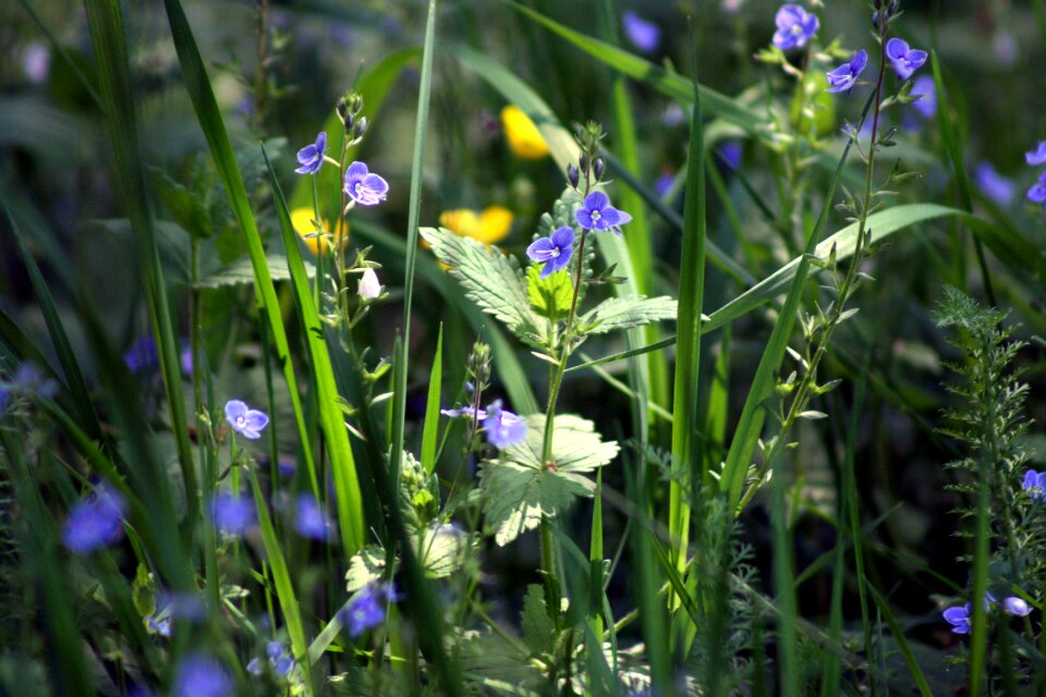 Blue light nature