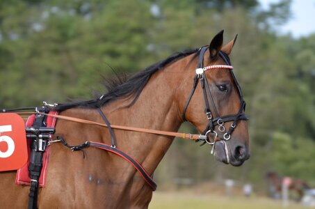 Horses mane equestrian