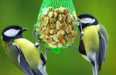 Garden wild bird feeding place photo