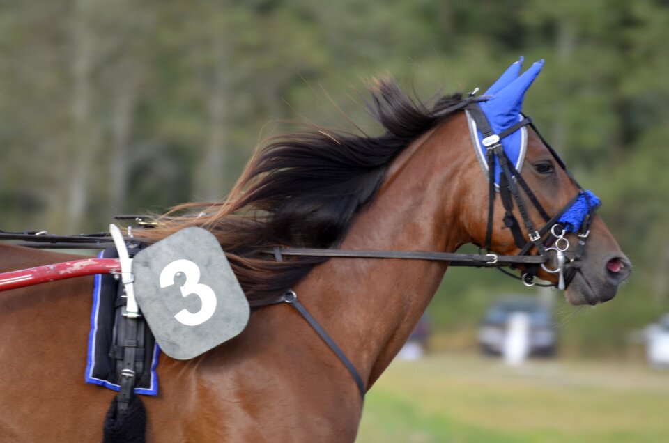 Horses mane equestrian