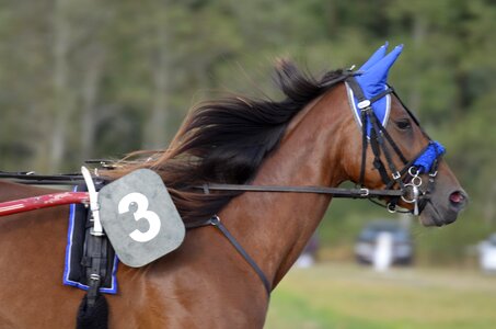 Horses mane equestrian