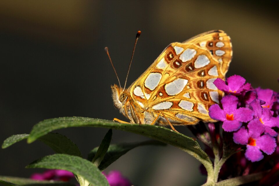 Insect animal animal world
