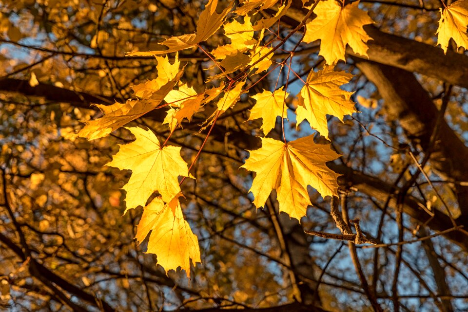 Fall tree seasonal