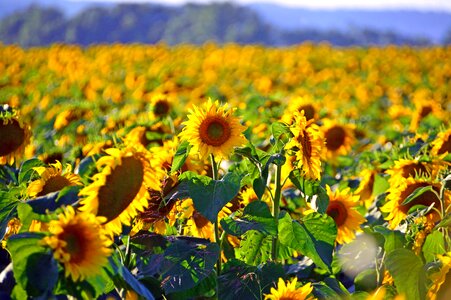 Syrian muslims sunflower seeds mass photo