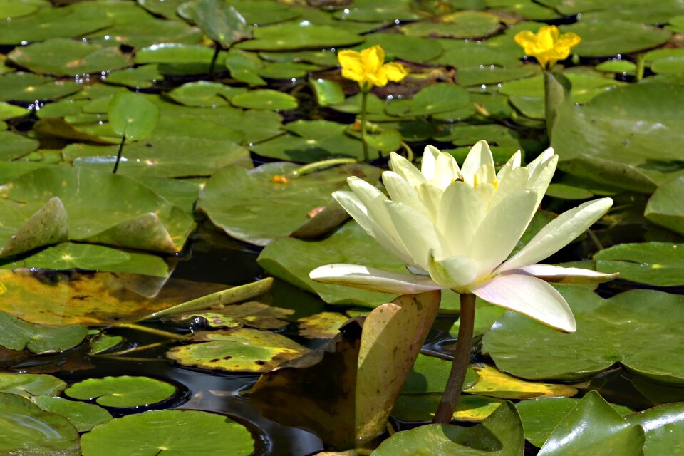 Plant water aquatic plant