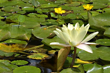 Plant water aquatic plant
