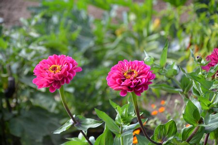 Nature bouquet plants