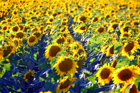 Syrian muslims sunflower seeds mass photo